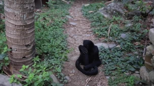 Czarna Małpa Pająkowa Yungas Coroico Boliwia — Wideo stockowe