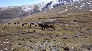 Cordillera 'dan dağ atları Real, Andes, Bolivya