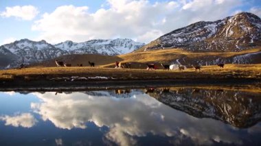 Dağ lama ve gün batımı Cordillera Real, Andes, Bolivya 'dan bir gölde