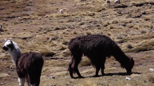 Hegyi Láma Cordillera Real Andes Bolívia — Stock videók
