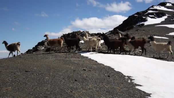 Górski Lama Cordillera Real Andes Boliwia — Wideo stockowe