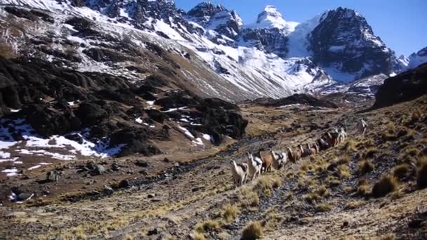 Cordillera Real Andes Bolivia 라마와 콘도르 봉우리 — 비디오