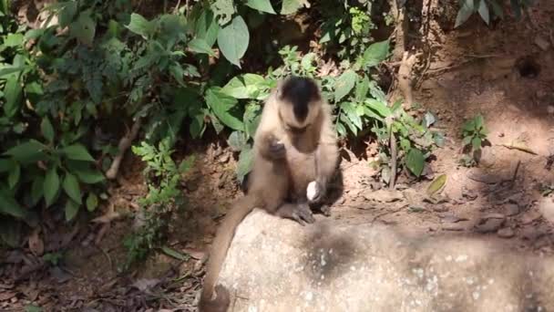 Φουντωτή Καπουτσίνη Capuchin Στο Yungas Coroico Βολιβία — Αρχείο Βίντεο