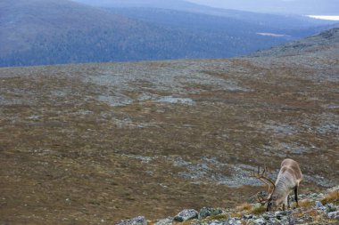 Yllas Pallastunturi Ulusal Parkı, Laponya, Finlandiya 'daki ren geyikleri