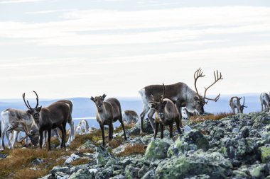 Yllas Pallastunturi Ulusal Parkı, Laponya, Finlandiya 'daki ren geyikleri