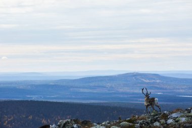 Yllas Pallastunturi Ulusal Parkı, Laponya, Finlandiya 'daki ren geyikleri