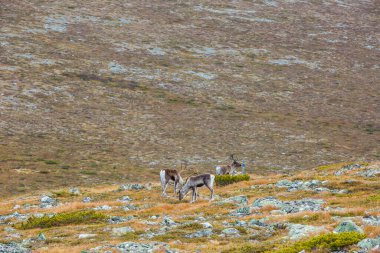 Yllas Pallastunturi Ulusal Parkı, Laponya, Finlandiya 'daki ren geyikleri