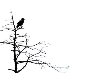 Laponya, Finlandiya 'da sonbaharda Kuzgun