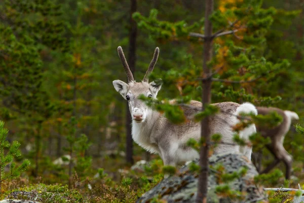 Reindeers Осінь Лапландії Північна Фінляндія Європа — стокове фото