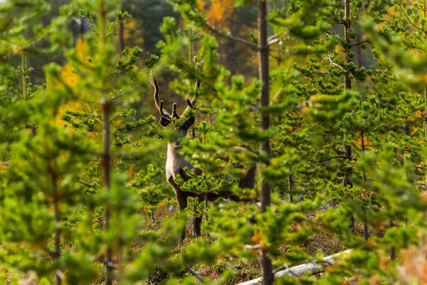 Reindeers Autumn Lapland Northern Finland Europe — Photo