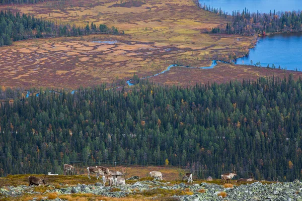 Renas Yllas Pallastunturi National Park Lapland Finlândia — Fotografia de Stock