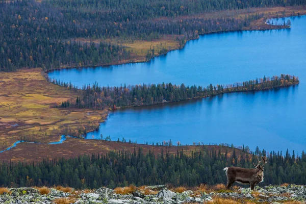 Renas Yllas Pallastunturi National Park Lapland Finlândia — Fotografia de Stock