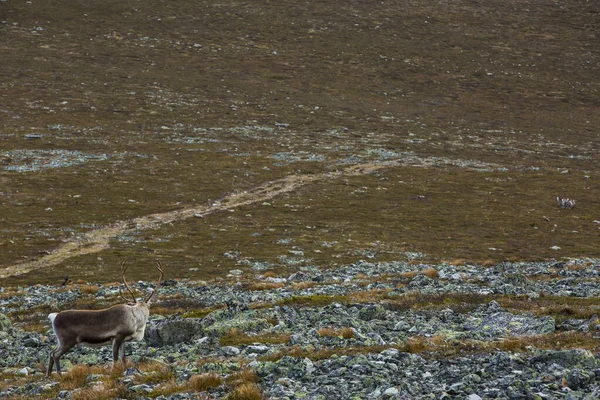 Reindeers Yllas Pallastunturi National Park Lapland Finland — Stock Photo, Image