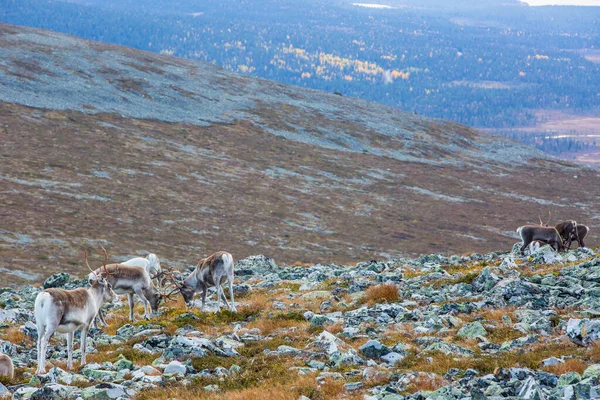 Sobi Národním Parku Yllas Pallastunturi Laponsko Finsko — Stock fotografie