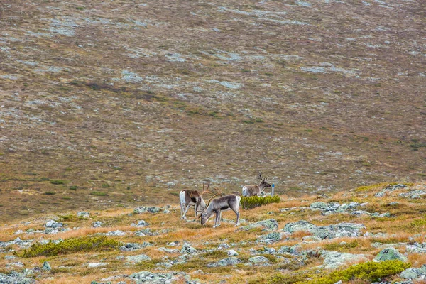 Yllas Pallastunturi Ulusal Parkı, Laponya, Finlandiya 'daki ren geyikleri