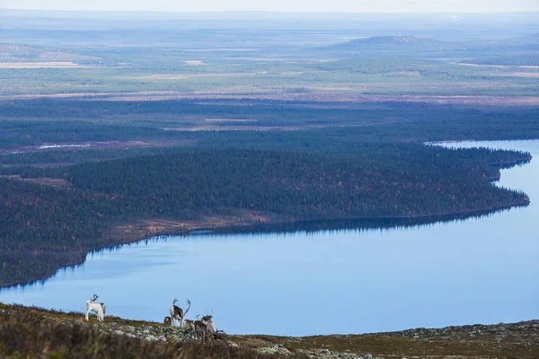 Reindeers Yllas Pallastunturi National Park Lapland Фінляндія — стокове фото