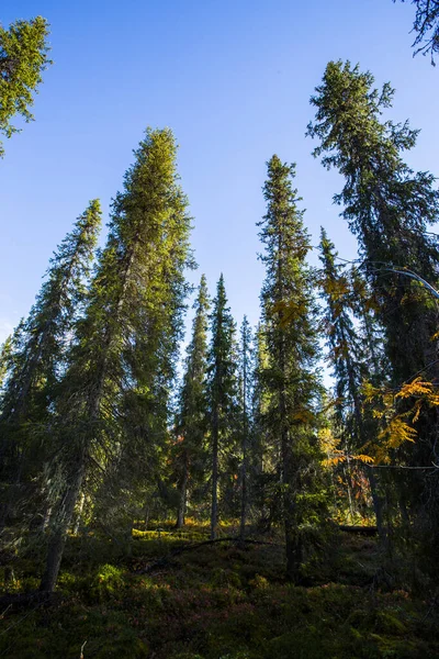 Jesienny Krajobraz Parku Narodowym Yllas Pallastunturi Finlandia — Zdjęcie stockowe