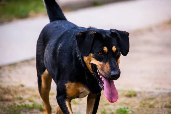 Köpek Yaz Günü Çimenlerde Eğleniyor Oynuyor — Stok fotoğraf