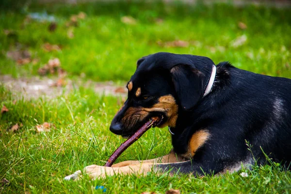 Σκύλος Απολαμβάνοντας Και Παίζοντας Στο Γρασίδι Την Ημέρα Του Καλοκαιριού — Φωτογραφία Αρχείου