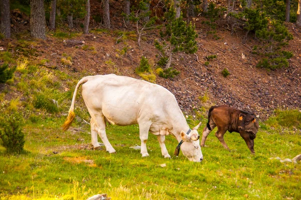 Vacas Floresta Cerdanya Pirinéus Espanha — Fotografia de Stock