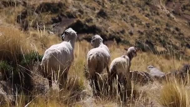 Ovejas Montaña Cordillera Real Andes Bolivia — Vídeos de Stock