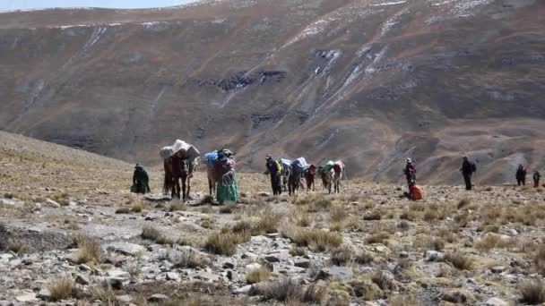 Caballos Montaña Cordillera Real Andes Bolivia — Vídeos de Stock