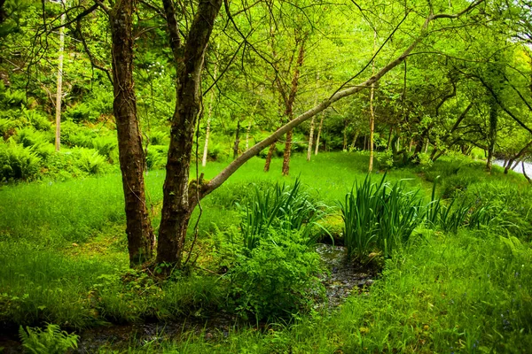 Paysage Printanier Dans Les Forêts Irlande — Photo