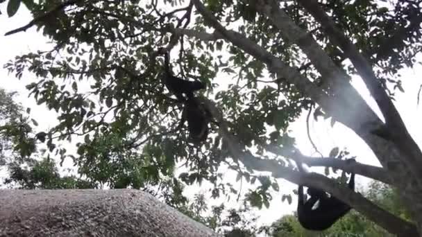 Fekete Arcú Pók Majom Yungas Coroico Bolívia — Stock videók