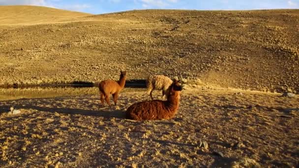 玻利维亚安第斯Cordillera Real的山地绵羊 — 图库视频影像