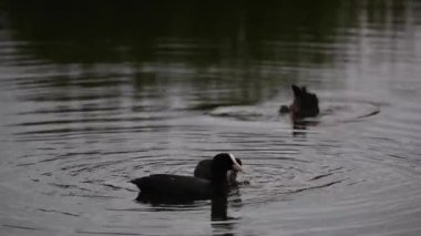 Aiguamolls De L 'Emporda Doğa Koruma Alanında (Fulica atra)
