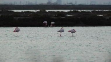 Delta de l 'Ebre Doğa Parkı, Tarragona, Katalonya, İspanya