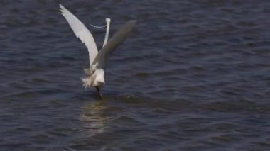 Delta de l Ebre Doğa Parkı, Tarragona, Katalonya, İspanya 'da balıkçılık