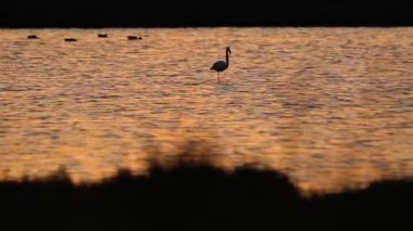 Delta de l 'Ebre Doğa Parkı, Tarragona, Katalonya, İspanya