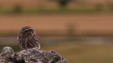 Küçük baykuş (Athene noctua) Montgai, Lleida, Katalonya, İspanya