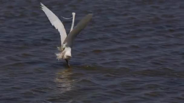 Łowienie Żołędzi Delta Ebre Nature Park Tarragona Katalonia Hiszpania — Wideo stockowe