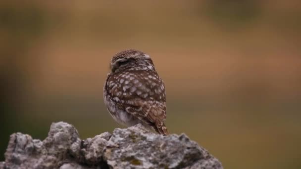 Pequeño Búho Athene Noctua Montgai Lleida Cataluña España — Vídeos de Stock