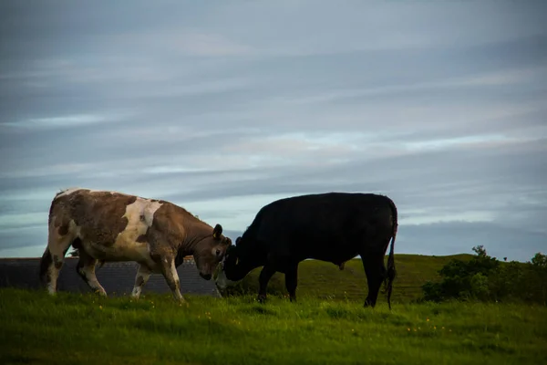 Spring Landscape Cows Lands Ireland — Stock Photo, Image