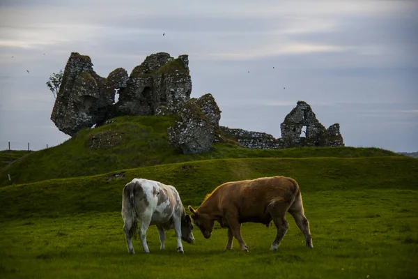 Paisaje Primavera Vacas Las Tierras Irlanda —  Fotos de Stock