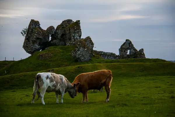 Paesaggio Primaverile Mucche Nelle Terre Irlanda — Foto Stock