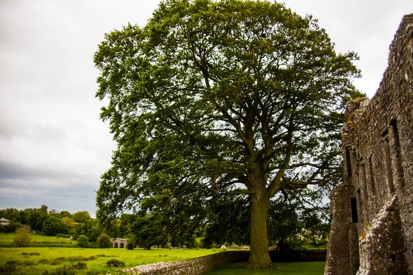 Primavera Abadía Bective Mainistir Bheigti Irlanda — Foto de Stock