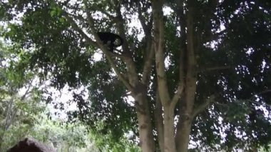 Yungas, Coroico, Bolivya 'da siyah suratlı örümcek maymunu