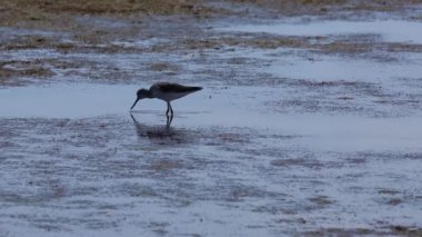 Delta De L Ebre Doğa Parkı, İspanya 'da yaygın Redshank (Tringa totanus)