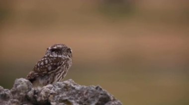 Küçük baykuş (Athene noctua) Montgai, Lleida, Katalonya, İspanya