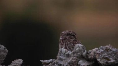 Küçük baykuş (Athene noctua) Montgai, Lleida, Katalonya, İspanya