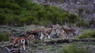 Mouflon ilkbaharda Capcir, Pyrenees, Fransa 'da