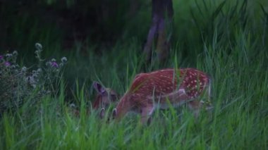 Aiguamolls De L 'Emporda Doğa Koruma Alanındaki Fallow geyiği, İspanya