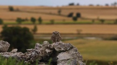 Küçük baykuş (Athene noctua) Montgai, Lleida, Katalonya, İspanya