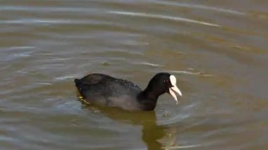 Aiguamolls De L Emporda Doğa Koruma Alanında (Fulica atra)