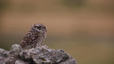 Küçük baykuş (Athene noctua) Montgai, Lleida, Katalonya, İspanya