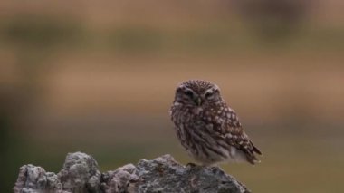 Küçük baykuş (Athene noctua) Montgai, Lleida, Katalonya, İspanya
